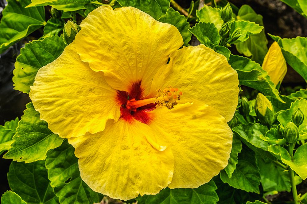 Hibiscus flowers-Waikiki-Oahu-Hawaii. art print by William Perry for $57.95 CAD