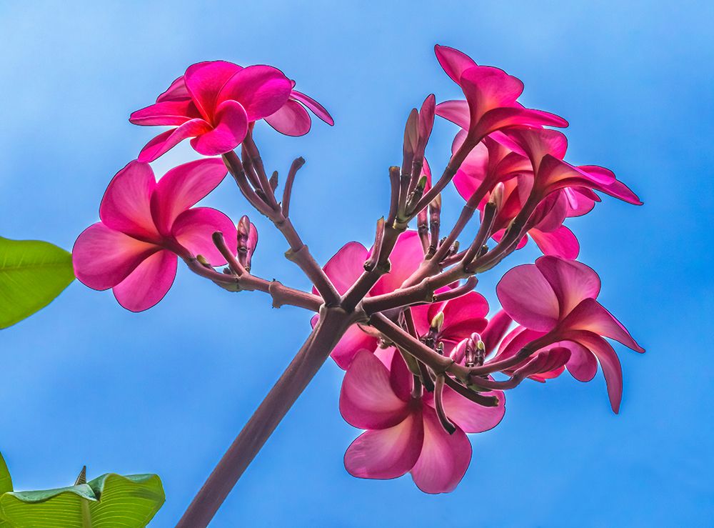 Pink frangipani plumeria-Waikiki-Honolulu-Hawaii. art print by William Perry for $57.95 CAD