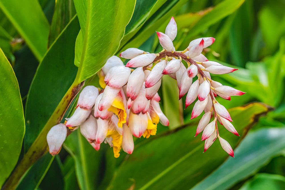 Ginger flowers-Waikiki-Honolulu-Hawaii. art print by William Perry for $57.95 CAD