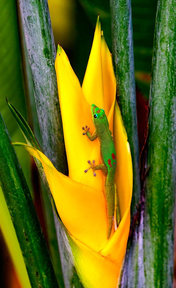 Gold dust day gecko Hawaii. Gecko native to Madagascar Introduced into Hawaii. art print by William Perry for $57.95 CAD