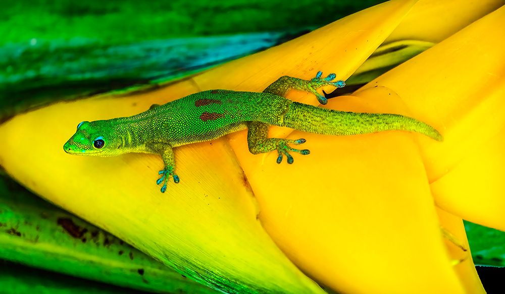 Gold dust day gecko Hawaii. Gecko native to Madagascar Introduced into Hawaii. art print by William Perry for $57.95 CAD