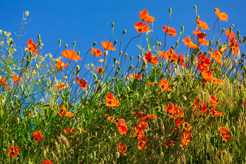USA-Idaho-Genesee Red Orange poppies art print by Emily M. Wilson for $57.95 CAD