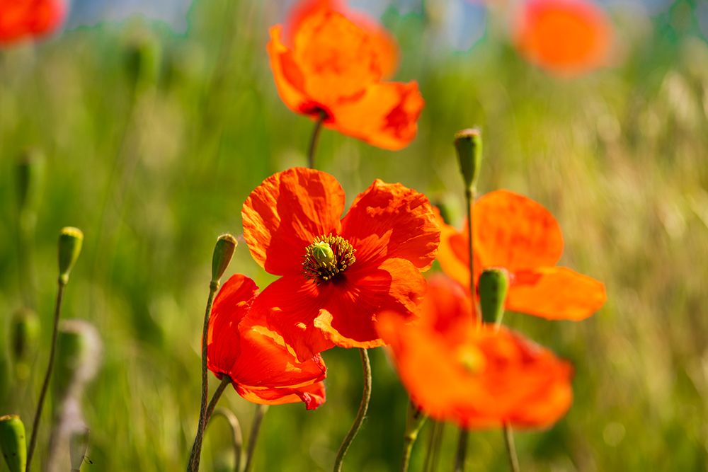 USA-Idaho-Genesee Red Orange poppies art print by Emily M. Wilson for $57.95 CAD