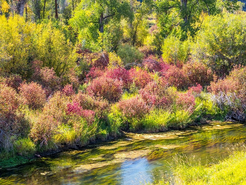 Idaho-Swan Valley along the snake river dogwood and cottonwoods in fall colors art print by Sylvia Gulin for $57.95 CAD