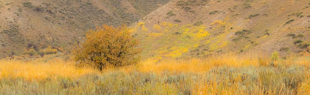 Idaho-Highway 89-Montpelier-Lone tree golden autumn colors art print by Sylvia Gulin for $57.95 CAD