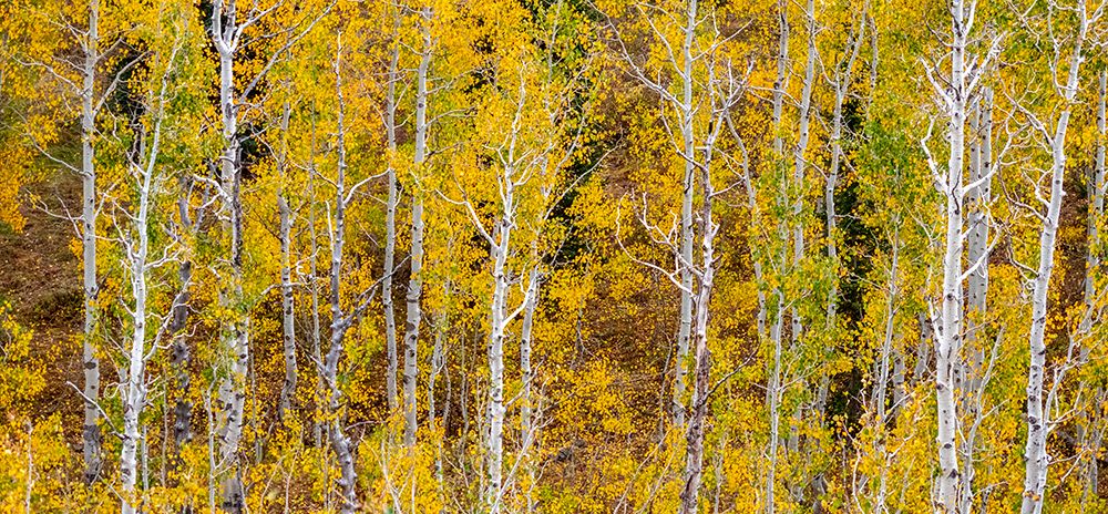 USA-Idaho-Highway 36 west of Liberty and hillsides covered with Aspens in autumn panorama art print by Sylvia Gulin for $57.95 CAD