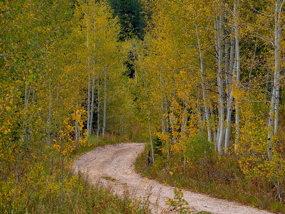 USA-Idaho-Highway 36 west of Liberty dirt road and Aspens in autumn art print by Sylvia Gulin for $57.95 CAD