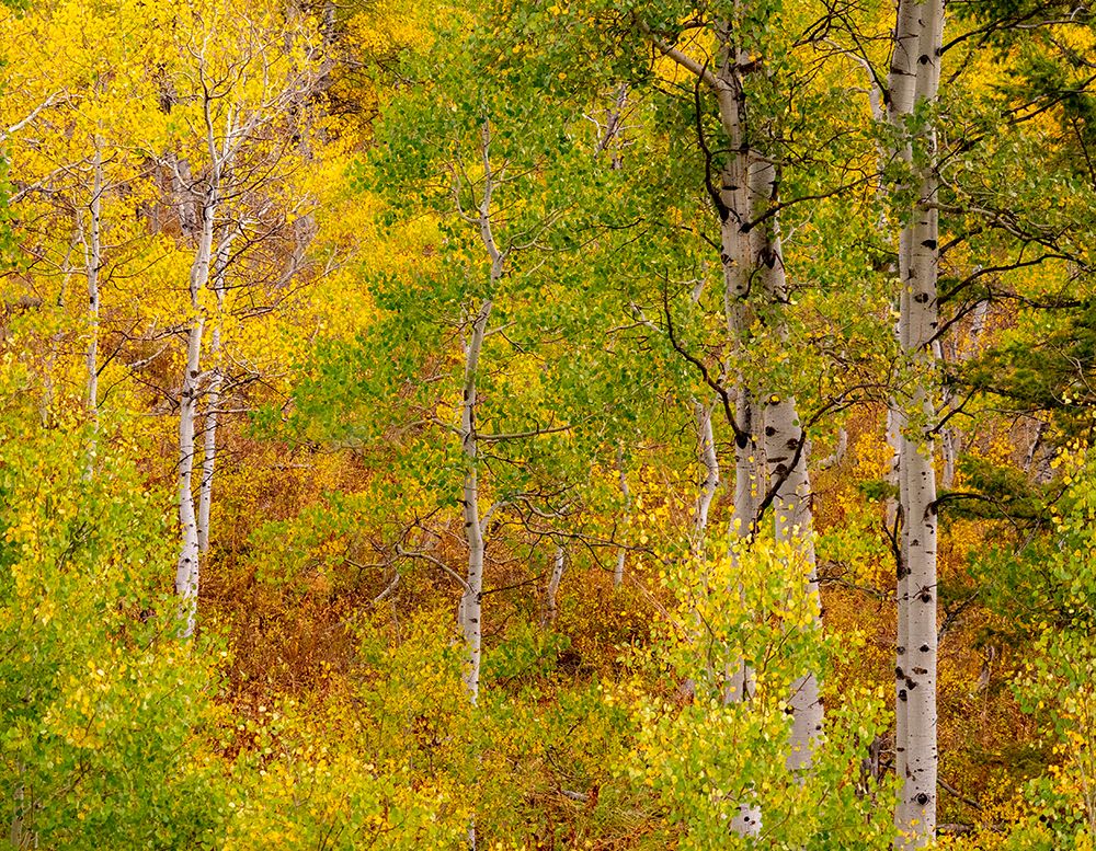 USA-Idaho-Highway 36 west of Liberty and hillsides covered with Aspens in autumn art print by Sylvia Gulin for $57.95 CAD
