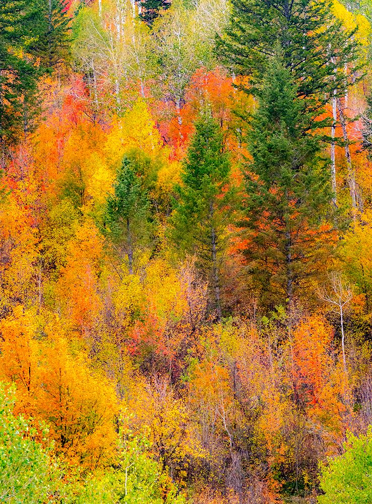 USA-Idaho-Highway 36 west of Liberty and hillsides covered with Canyon Maple and Aspens in autumn art print by Sylvia Gulin for $57.95 CAD