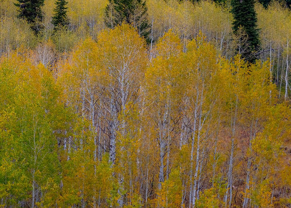 USA-Idaho-Highway 36 west of Liberty and hillsides covered with Aspens in autumn art print by Sylvia Gulin for $57.95 CAD