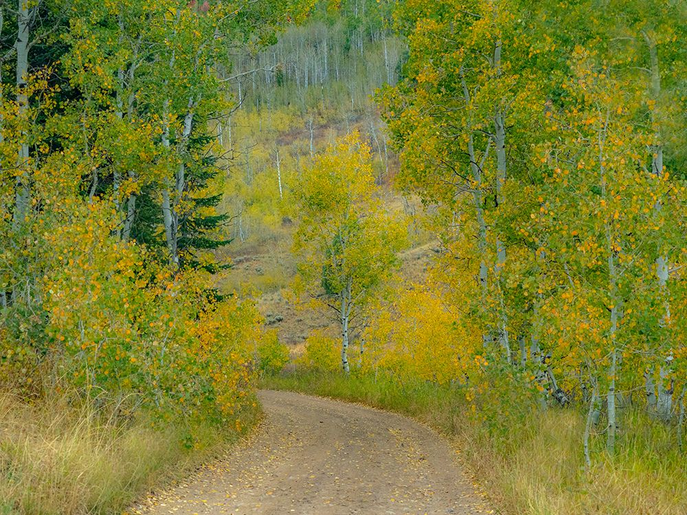 USA-Idaho-Highway 36 west of Liberty dirt road and Aspens in autumn art print by Sylvia Gulin for $57.95 CAD