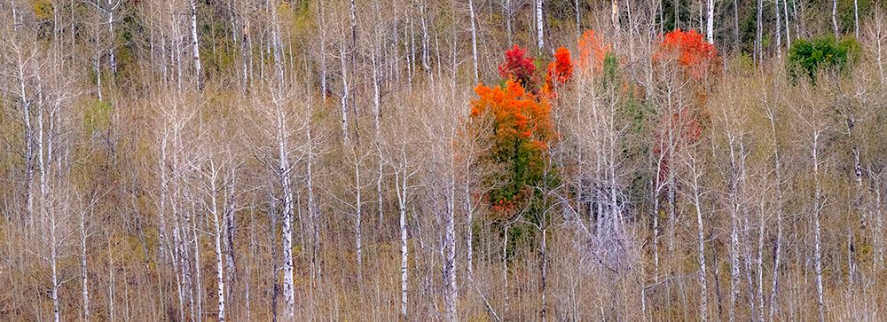 USA-Idaho-Highway 36 west of Liberty and hillsides covered with Aspens in autumn with Canyon Maple art print by Sylvia Gulin for $57.95 CAD