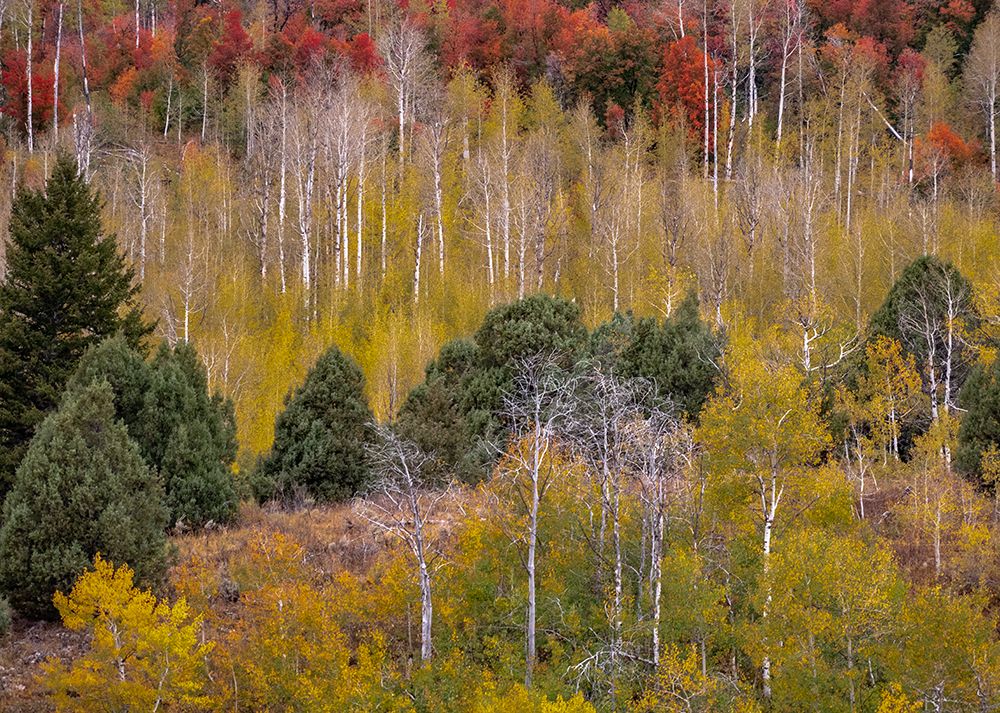 USA-Idaho-Highway 36 west of Liberty and hillsides covered with Canyon Maple and Aspens in autumn art print by Sylvia Gulin for $57.95 CAD