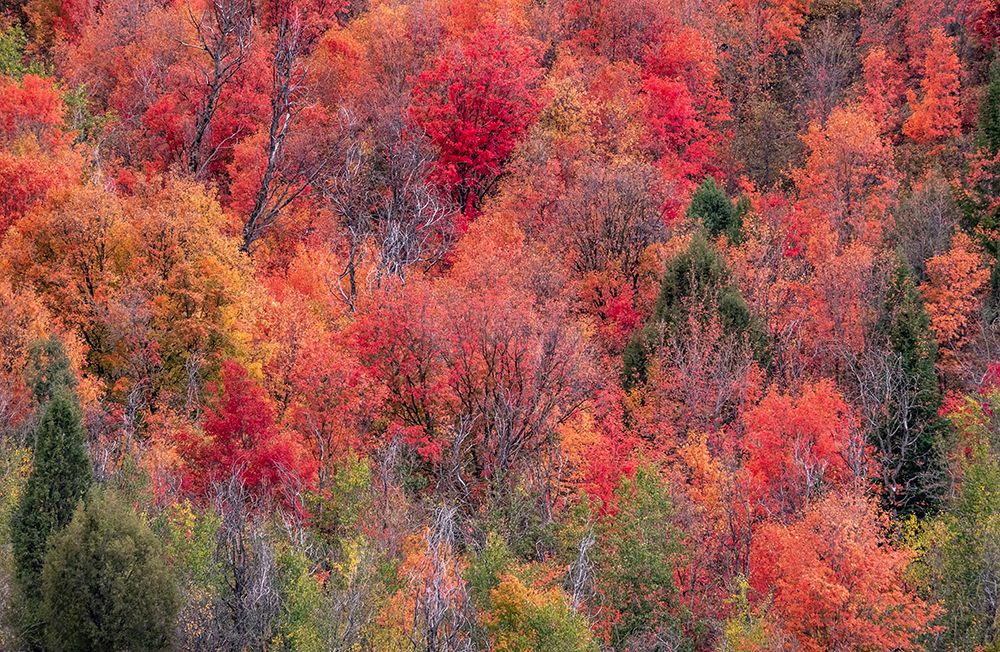 USA-Idaho-St Charles-hillside along dirt road 411 and Fall colored Canyon Maples in Reds art print by Sylvia Gulin for $57.95 CAD