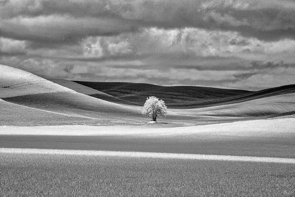 USA-Idaho-Palouse Country-Lone tree and Infrared Palouse fields art print by Terry Eggers for $57.95 CAD