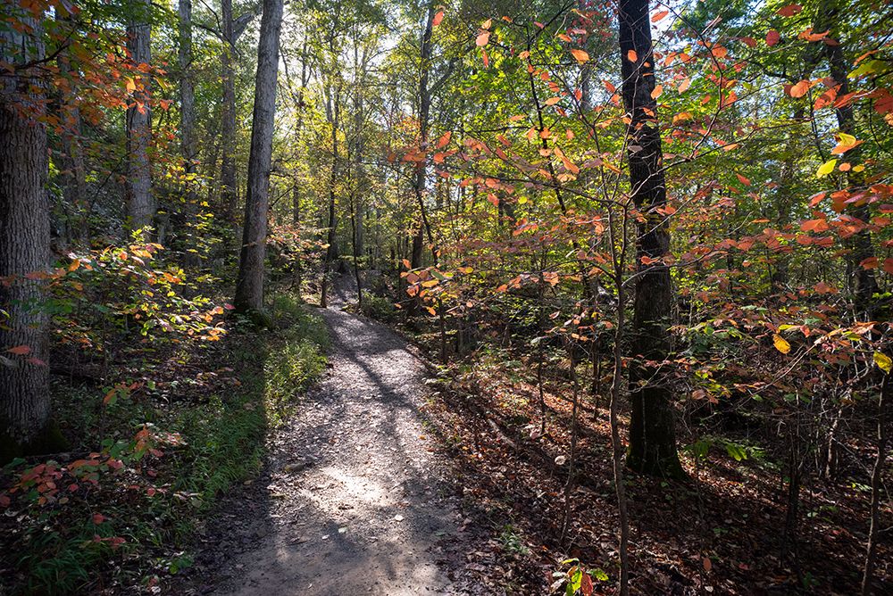 Hiking trail in the Giant City State Park part of the Shawnee National Forest in southern Illinois art print by Alan Klehr for $57.95 CAD