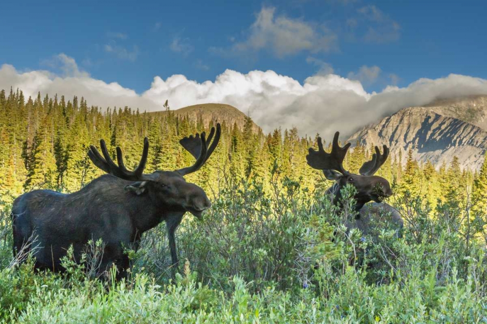 CO, Arapaho NF Two male moose grazing on bushes art print by Cathy and Gordon Illg for $57.95 CAD