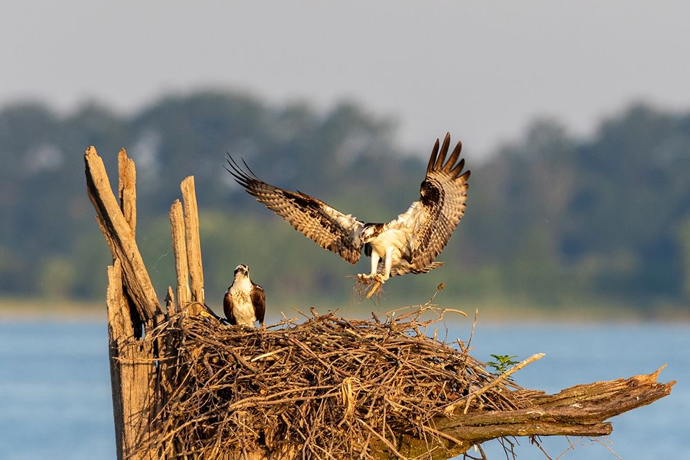 Osprey (Pandion haliaetus) landing at nest Rend Lake Jefferson County-Illinois art print by Richard and Susan Day for $57.95 CAD