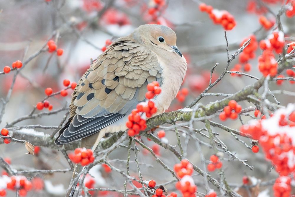 Mourning Dove (Zenaida macroura) in Winterberry bush-Marion County-Illinois art print by Richard and Susan Day for $57.95 CAD
