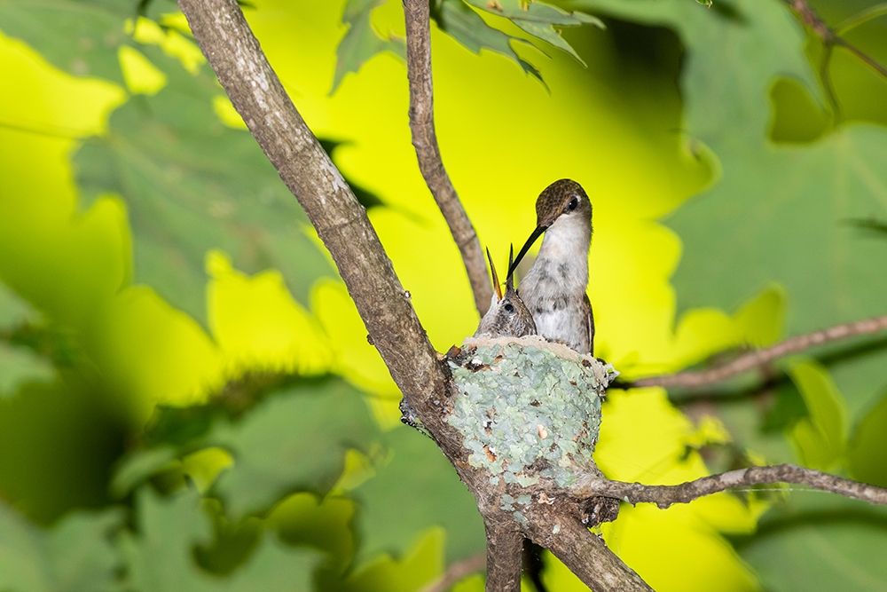 Ruby-throated Hummingbird female feeding young at nest-Marion County-Illinois art print by Richard and Susan Day for $57.95 CAD