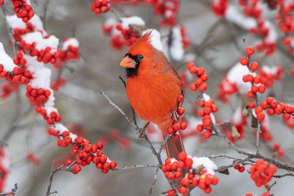 Northern Cardinal male in Winterberry bush in winter-Marion County-Illinois art print by Richard and Susan Day for $57.95 CAD