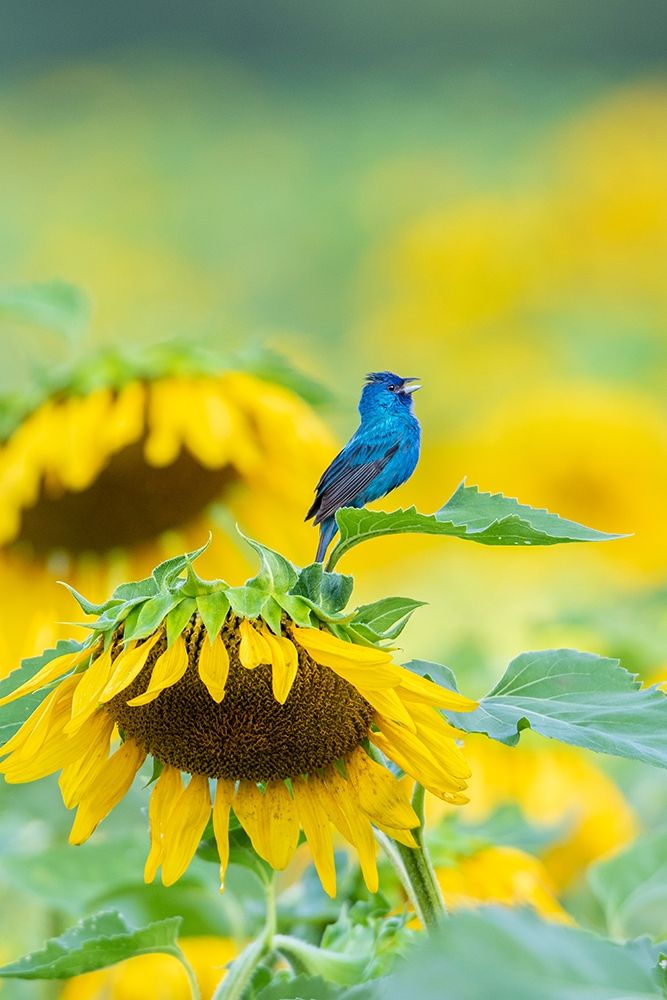 Indigo Bunting male singing on Sunflower Sam Parr State Park Jasper County-Illinois art print by Richard and Susan Day for $57.95 CAD