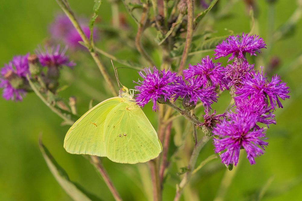 Cloudless Sulphur (Phoebis sennae) on Missouri Ironweed (Veronia missurica)-Marion County-Illinois art print by Richard and Susan Day for $57.95 CAD