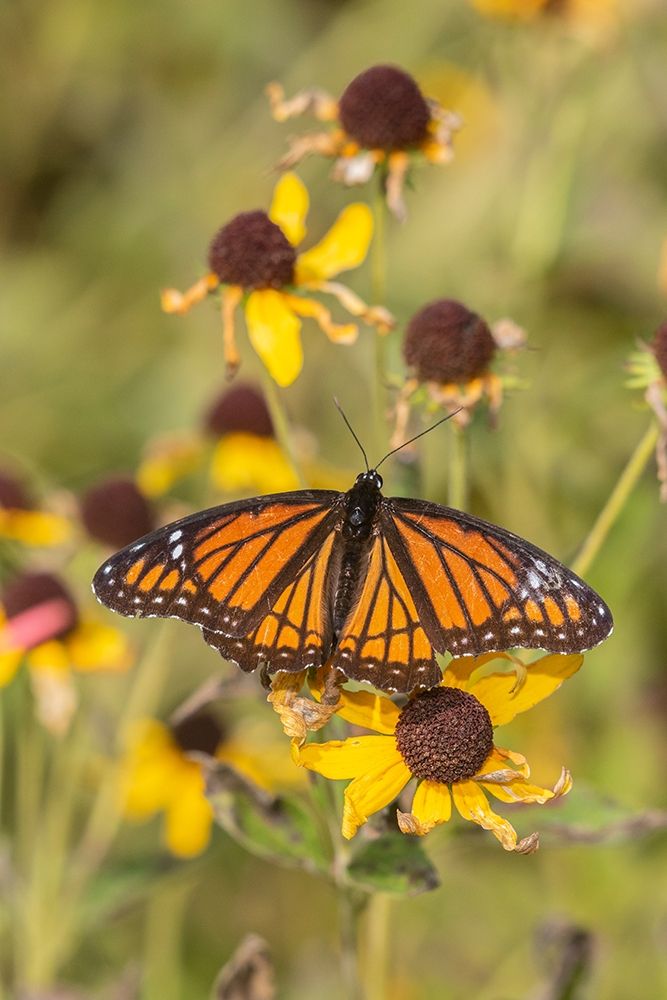 Viceroy (Limenitis arthemis) on Sneezeweed (Helenium sp)-Effingham County-Illinois art print by Richard and Susan Day for $57.95 CAD