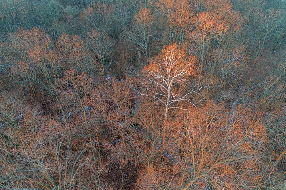 Aerial view of lone Sycamore tree in winter woods-Marion County-Illinois art print by Richard and Susan Day for $57.95 CAD