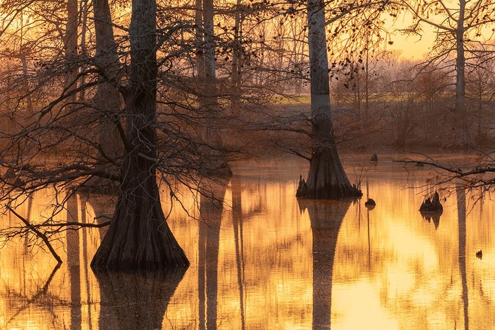 Cypress trees at sunset in fall Horseshoe Lake State Fish and Wildlife Area-Alexander County art print by Richard and Susan Day for $57.95 CAD