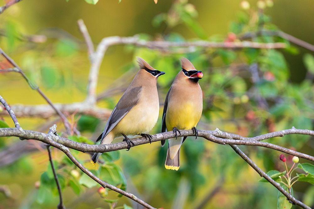 Cedar Waxwings exchanging berry in Serviceberry Bush art print by Richard and Susan Day for $57.95 CAD