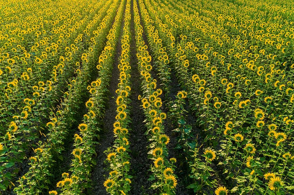 Aerial view of sunflower field Sam Parr State Park-Jasper County-Illinois art print by Richard and Susan Day for $57.95 CAD