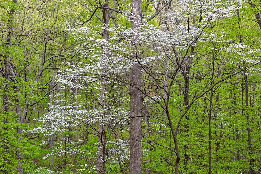 Flowering Dogwood Tree (Cornus florida) in spring Stephen A Forbes St Park art print by Richard and Susan Day for $57.95 CAD