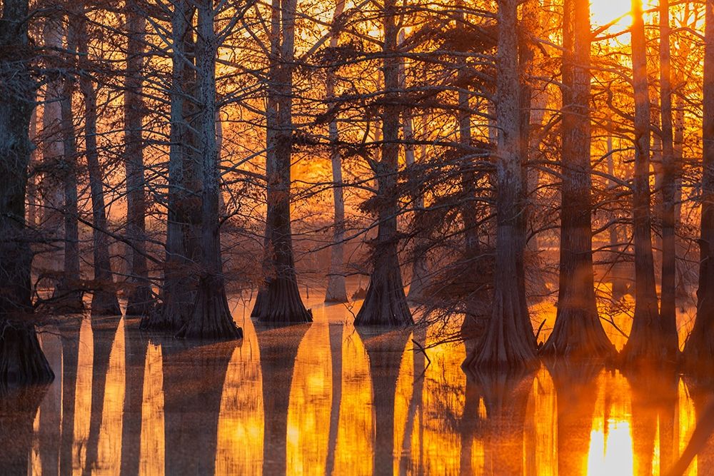 Cypress trees at sunset in fall Horseshoe Lake State Fish and Wildlife Area art print by Richard and Susan Day for $57.95 CAD