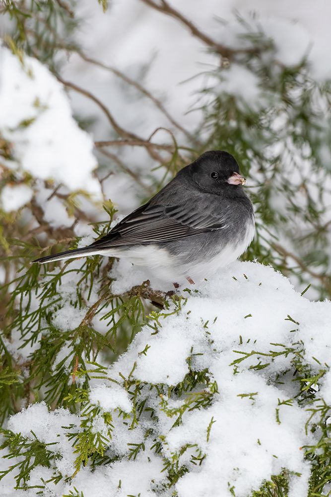 Dark-eyed Junco-Junco hyemalis-feeding in Red Cedar in winter-Marion County-Illinois art print by Richard and Susan Day for $57.95 CAD