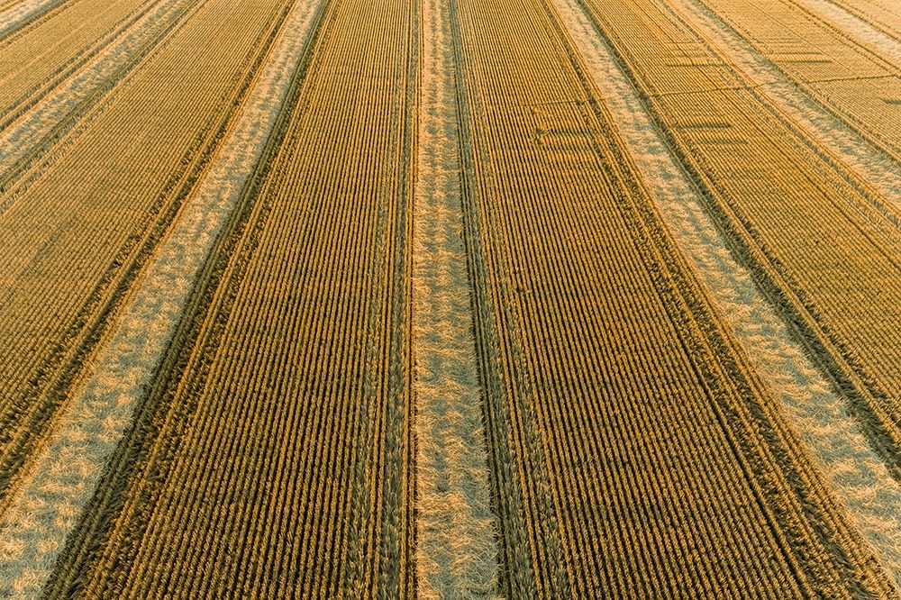 Aerial view of rows of wheat straw before baling-Marion County-Illinois art print by Richard and Susan Day for $57.95 CAD