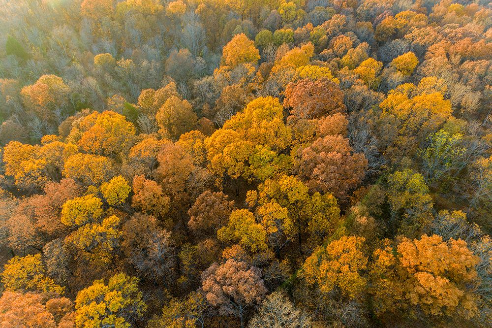 Aerial view of fall color-Marion County-Illinois art print by Richard and Susan Day for $57.95 CAD