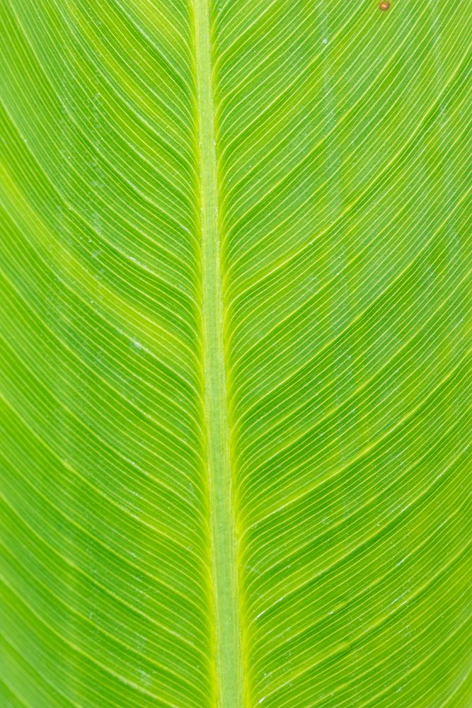 Canna leaf-Marion County-Illinois art print by Richard and Susan Day for $57.95 CAD