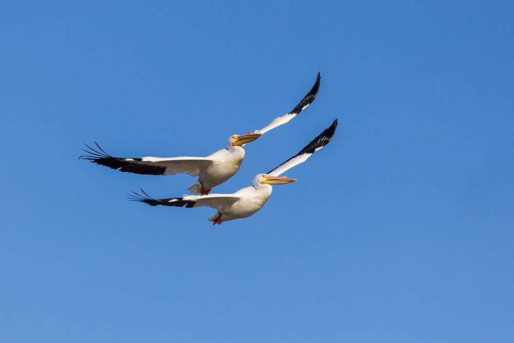 American White Pelicans in flight-Clinton County-Illinois art print by Richard and Susan Day for $57.95 CAD