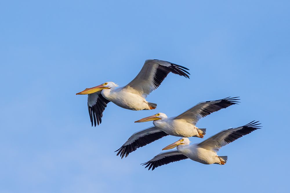 American White Pelicans in flight-Clinton County-Illinois art print by Richard and Susan Day for $57.95 CAD