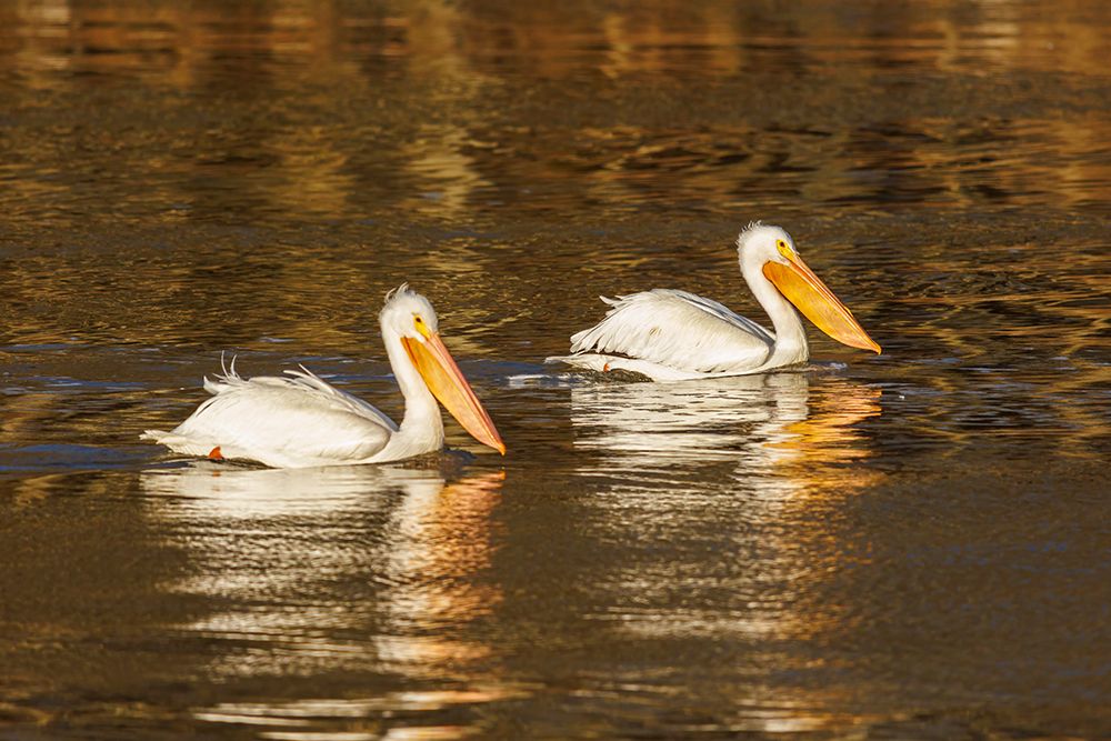 American White Pelicans swimming at sunrise-Clinton County-Illinois art print by Richard and Susan Day for $57.95 CAD
