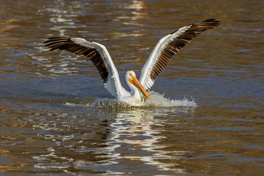 American White Pelican coming in for a landing-Clinton County-Illinois art print by Richard and Susan Day for $57.95 CAD