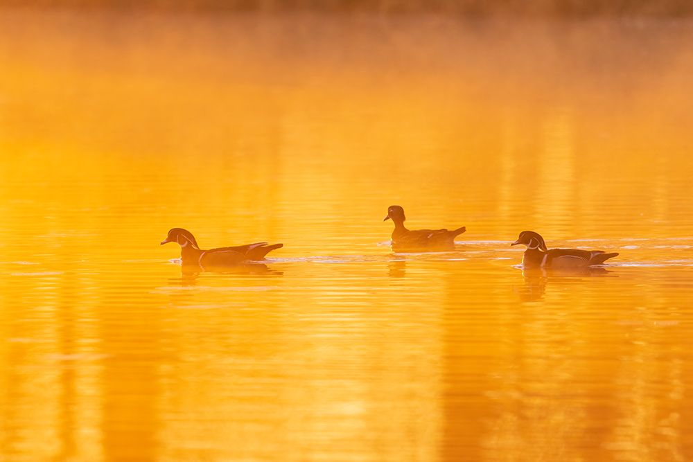 Wood Ducks in wetland at sunrise in fog-Marion County-Illinois art print by Richard and Susan Day for $57.95 CAD