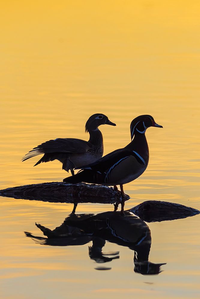 Wood Ducks male and female in wetland on log at sunrise-Marion County-Illinois art print by Richard and Susan Day for $57.95 CAD
