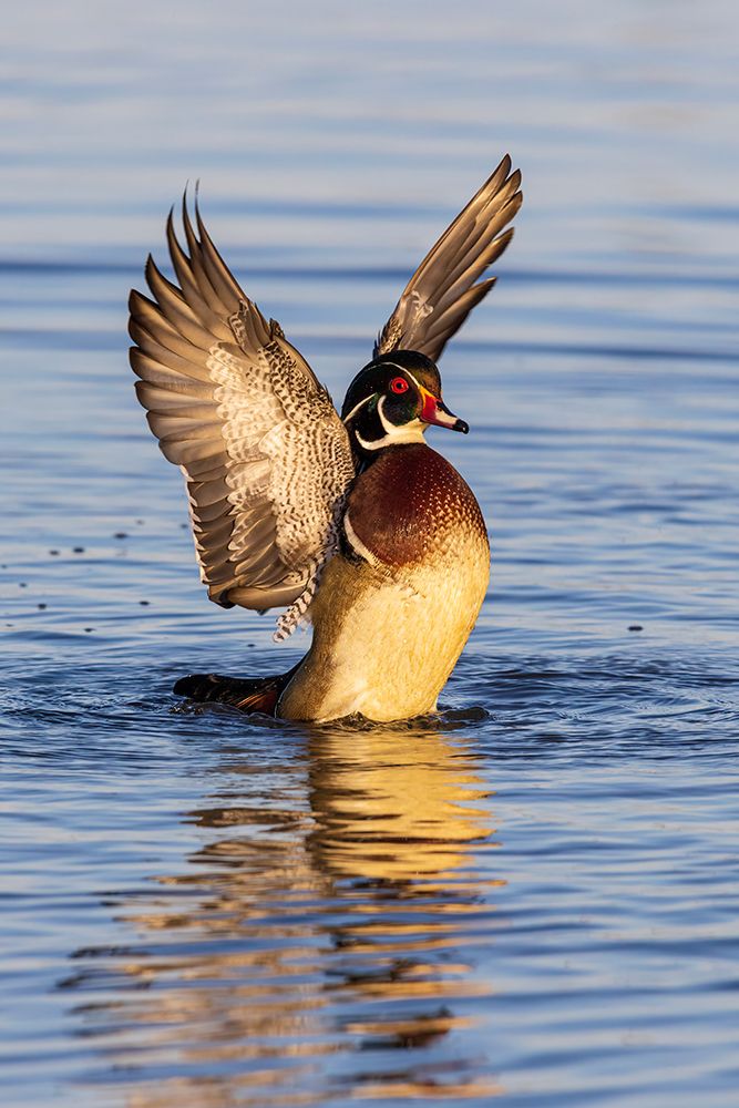 Wood Duck male in wetland flapping wings-Marion County-Illinois art print by Richard and Susan Day for $57.95 CAD