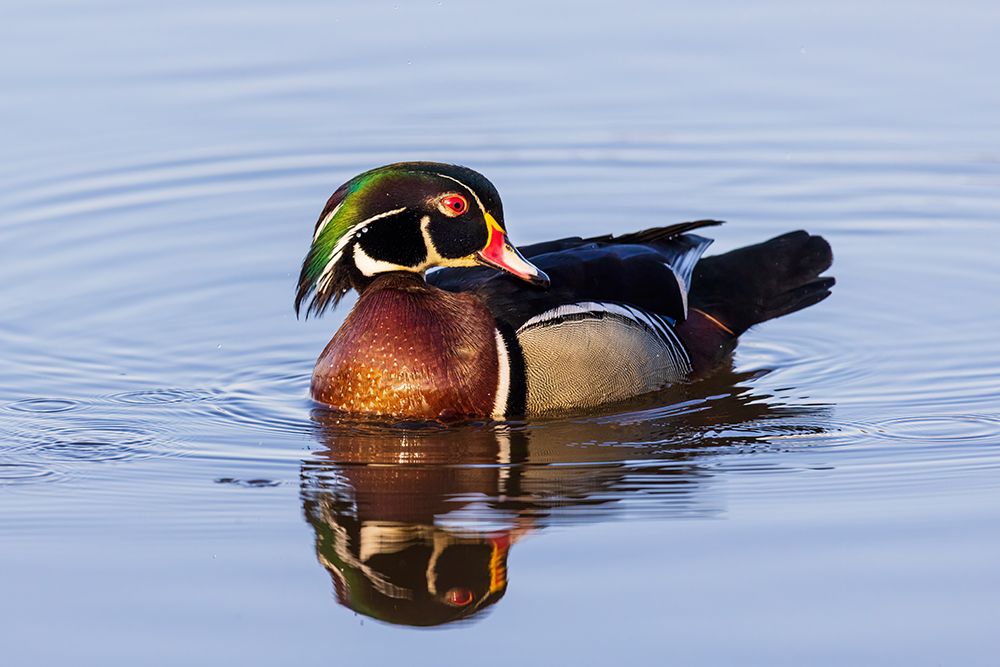 Wood Duck male in wetland-Marion County-Illinois art print by Richard and Susan Day for $57.95 CAD