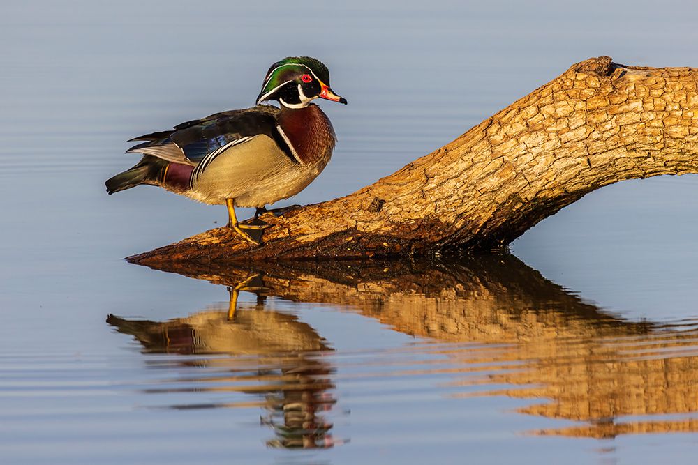 Wood Duck male on log in wetland-Marion County-Illinois art print by Richard and Susan Day for $57.95 CAD