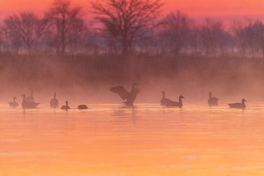 Canada Geese in wetland at sunrise in fog-Marion County-Illinois art print by Richard and Susan Day for $57.95 CAD