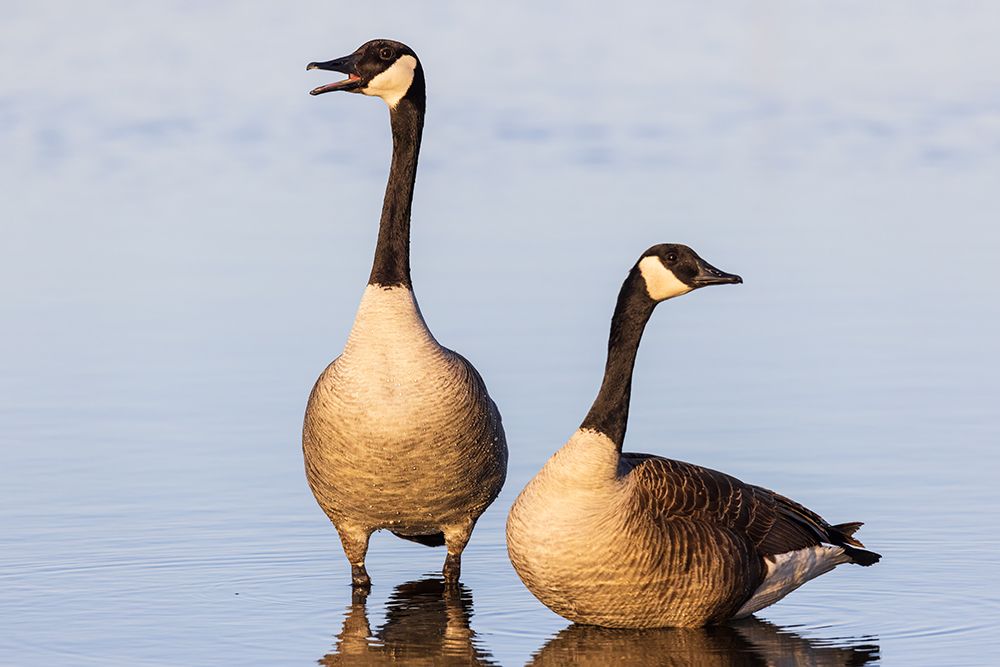 Canada Geese in wetland-Marion County-Illinois art print by Richard and Susan Day for $57.95 CAD