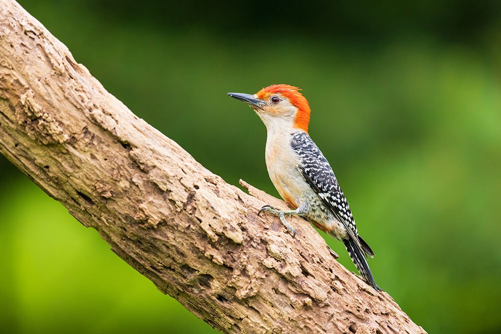 Red-bellied Woodpecker male on dead tree-Marion County-Illinois art print by Richard and Susan Day for $57.95 CAD